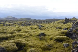  moss covered lava fields