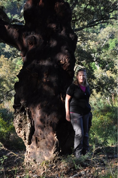 Cork Oak Tree