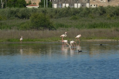 Laguna de la Fuente de Piedra