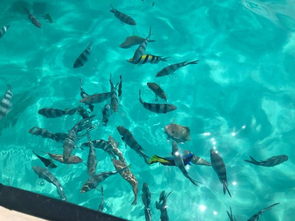 Snorkelling in beautifully clear water