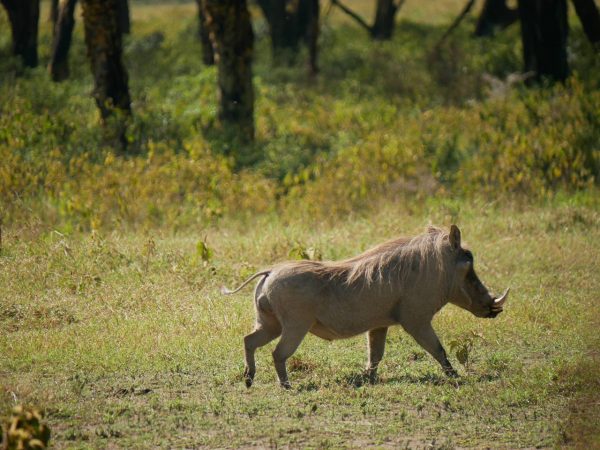 Warthog