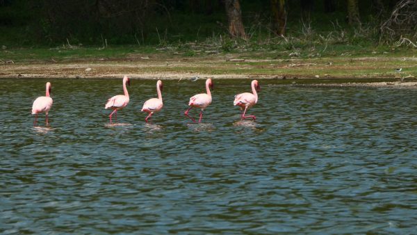 Flamingos