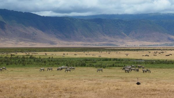 Ngorongoro Crater