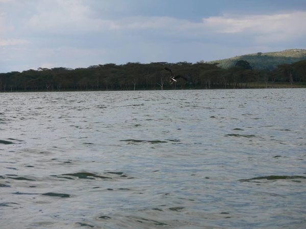 Sea Eagles with a fish in its talons